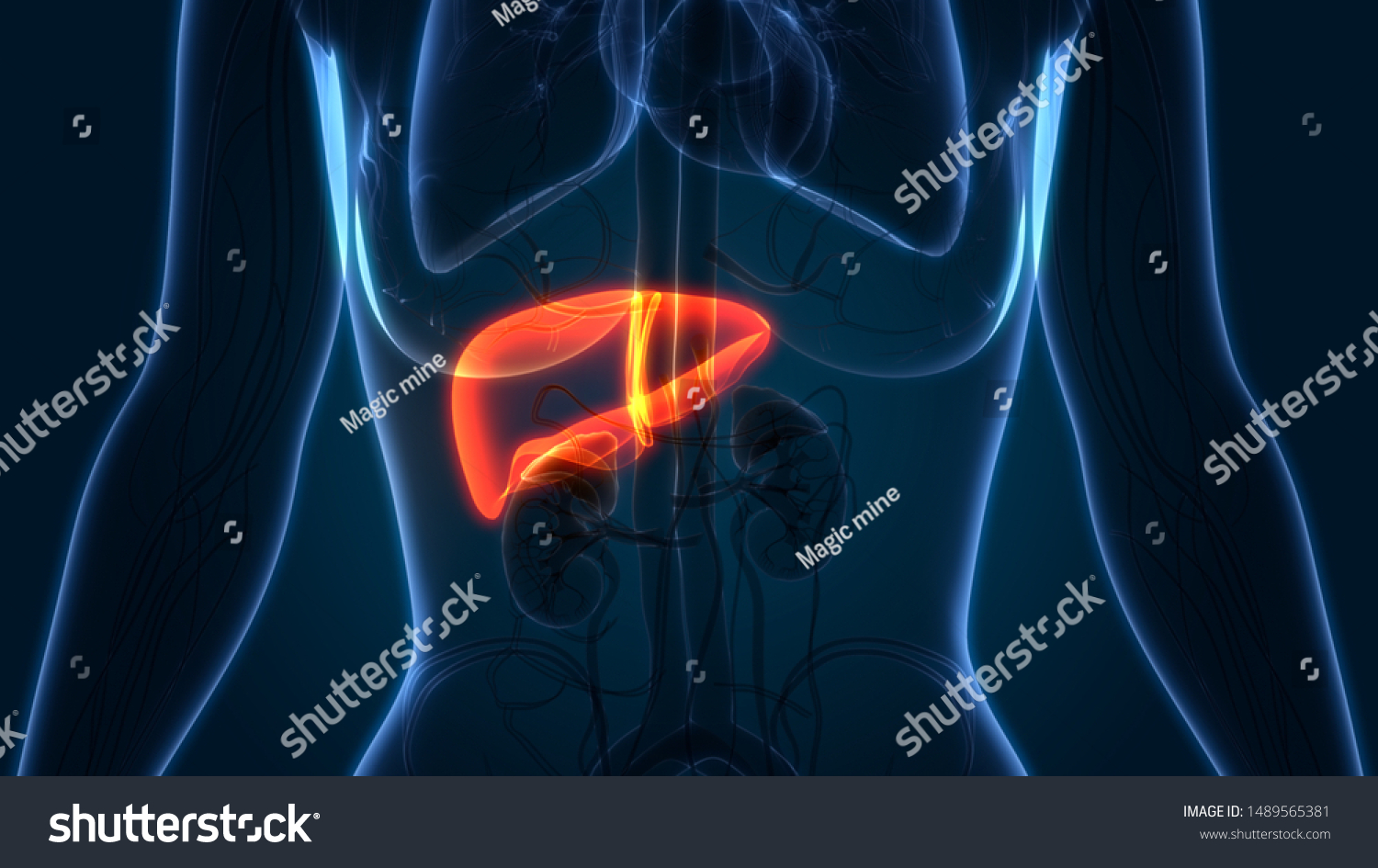 Human Digestive System Liver Anatomy 3d Ilustración De Stock 1489565381 Shutterstock 