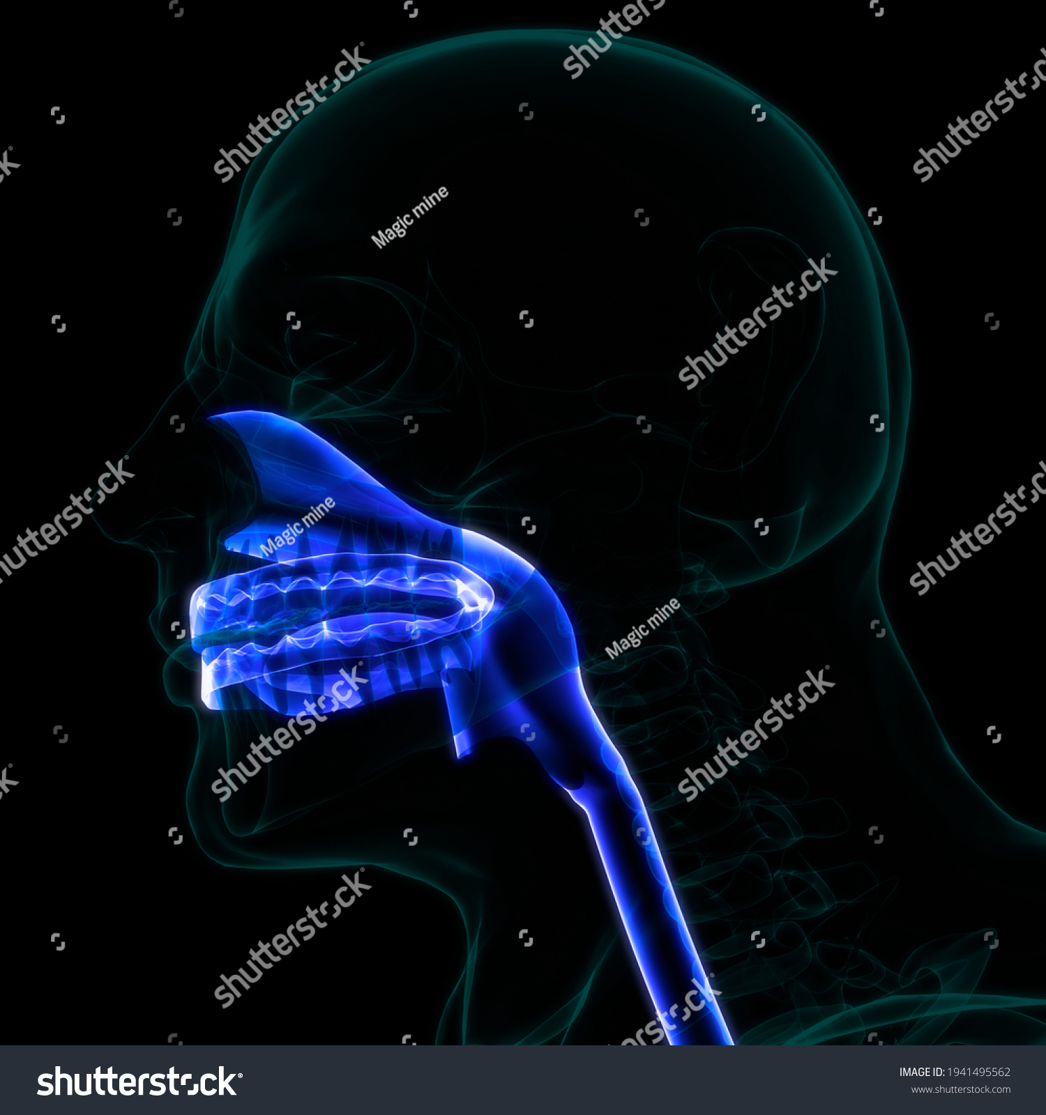 Human Digestive System Mouth Anatomy 3d Stock Illustration 1941495562 ...