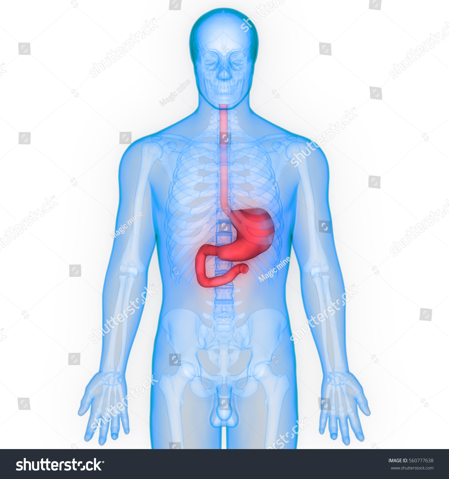 Human Digestive System Stomach Anatomy 3d Stock Illustration 560777638