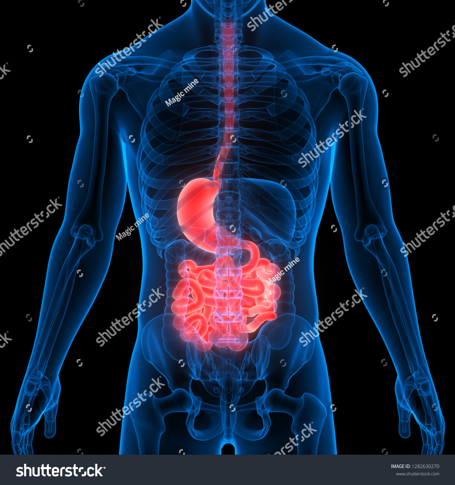 Human Digestive System Stomach Small Intestine Stock Illustration ...