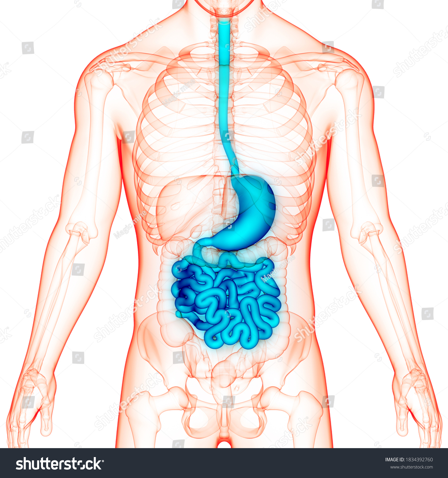 Human Digestive System Stomach Small Intestine Stock Illustration 1834392760 Shutterstock