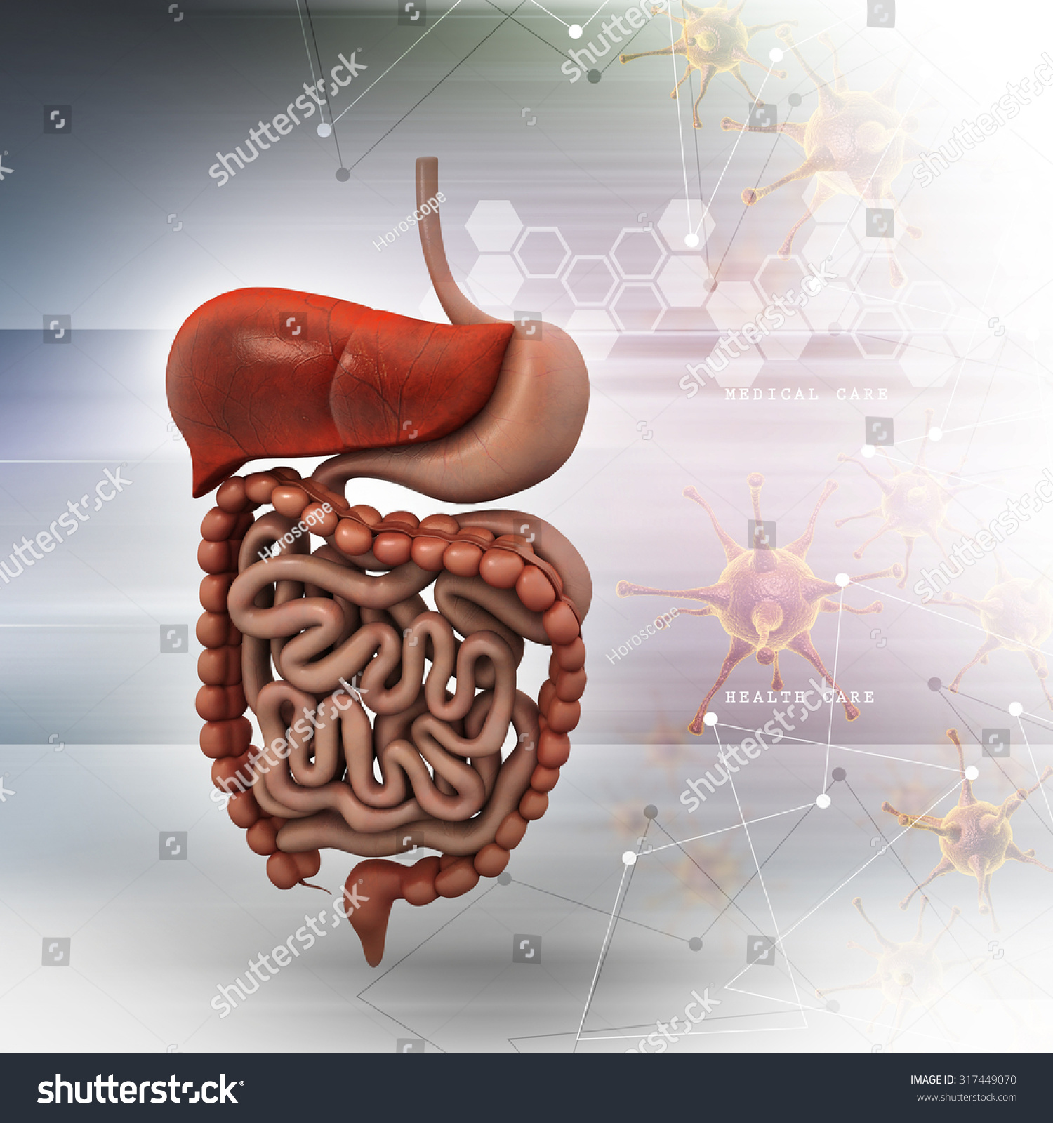 human digestive system with color background