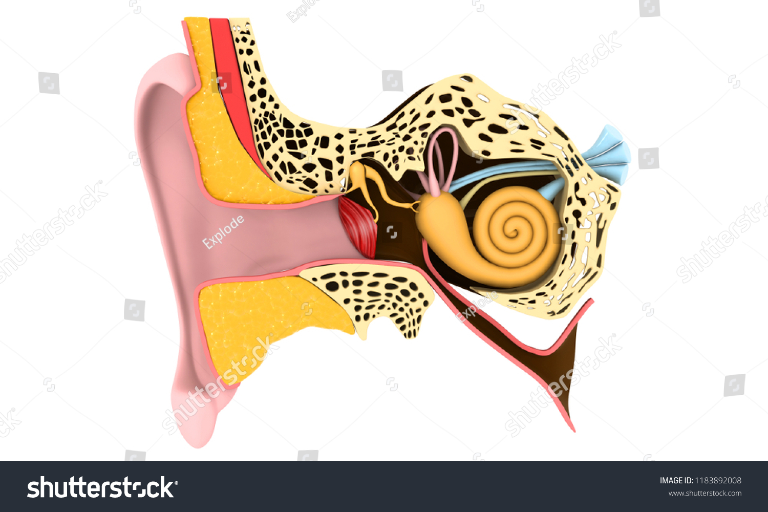 Human Ear Anatomy 3d Render Stock Illustration 1183892008