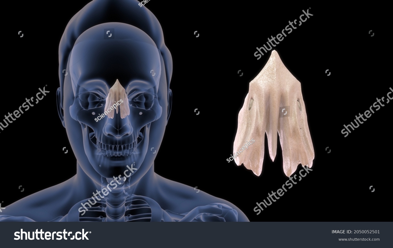 Human Ethmoid Bone Anatomy 3d Illustration Stock Illustration 2050052501 4690