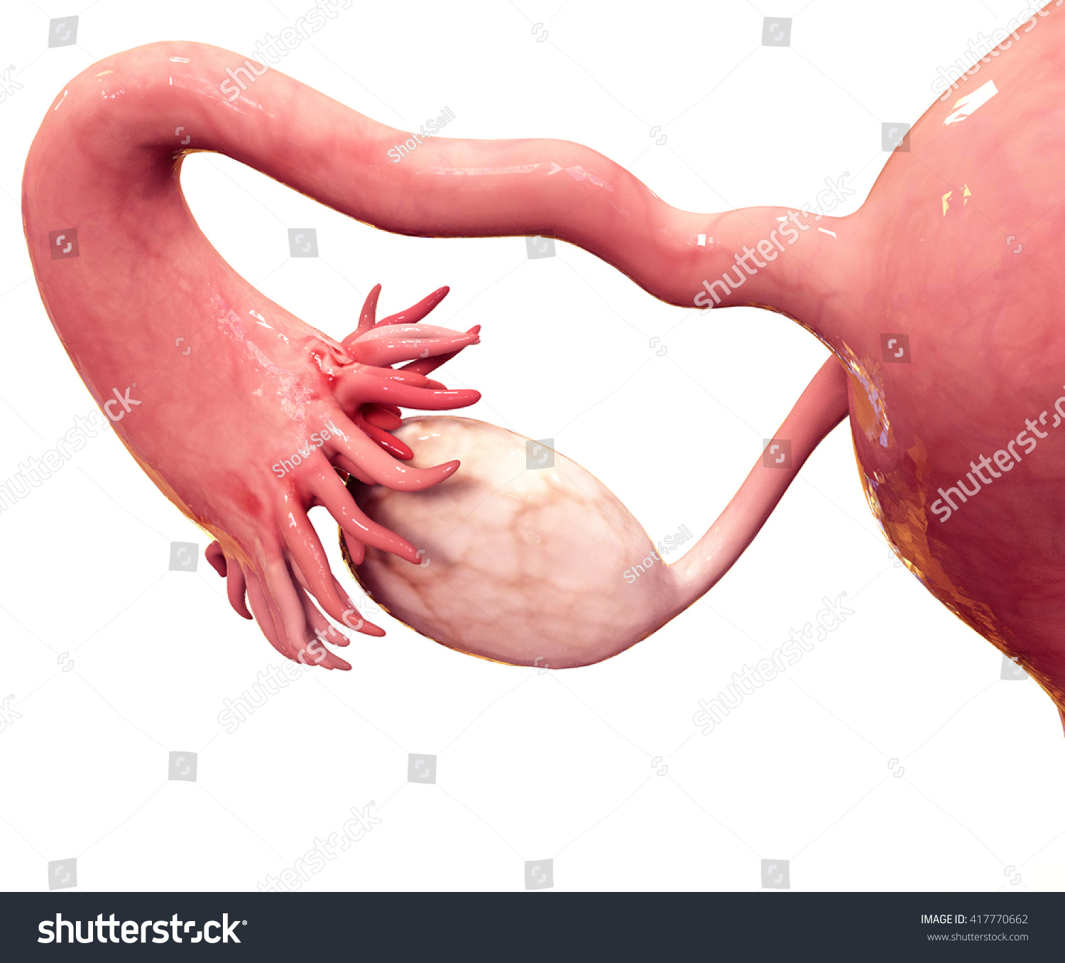 What Parts Make up the Female Anatomy?
