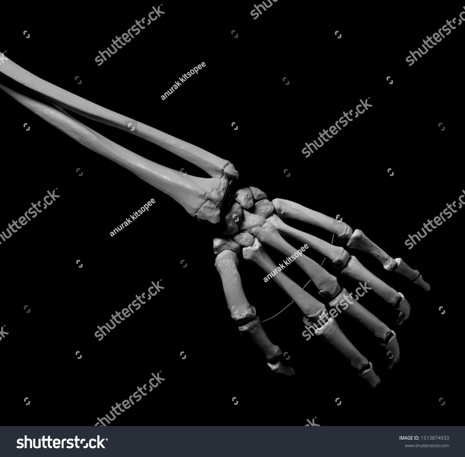 Human Forearm Skeleton Stock Photo 1513874933 | Shutterstock