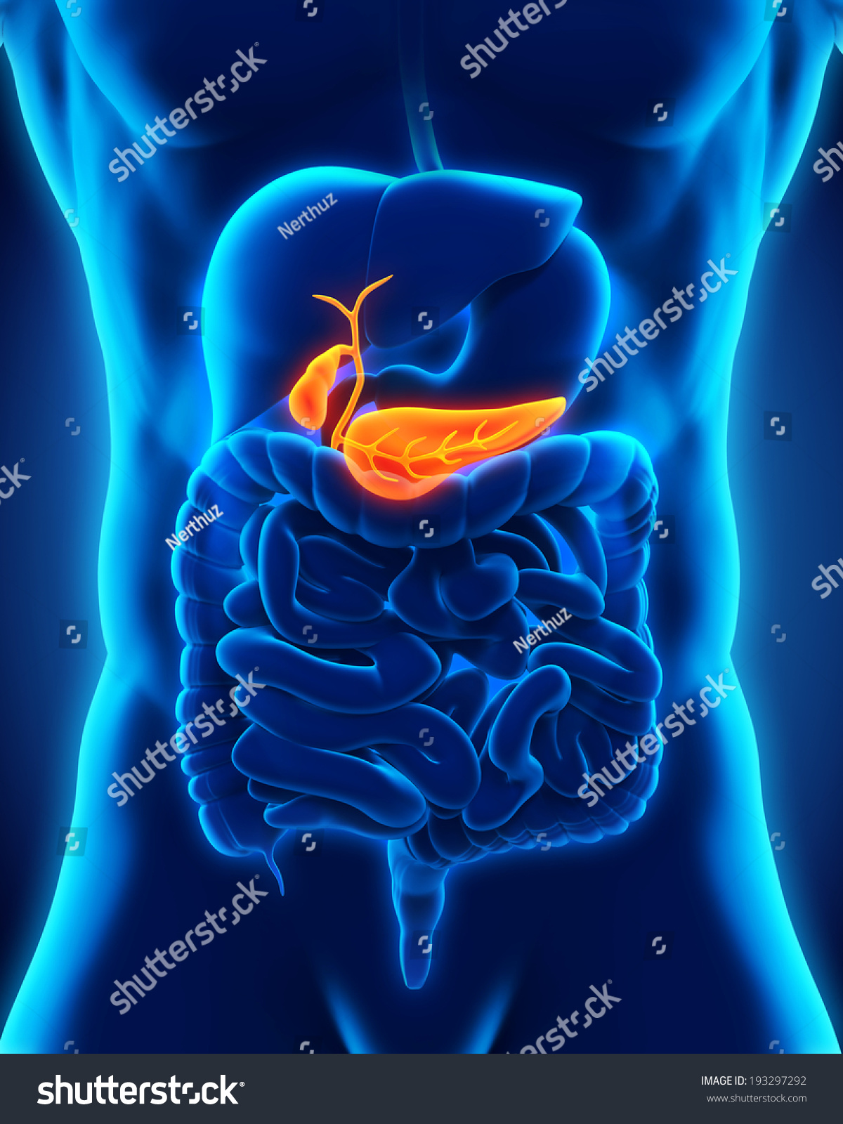 Liver Gallbladder And Pancreas Anatomy