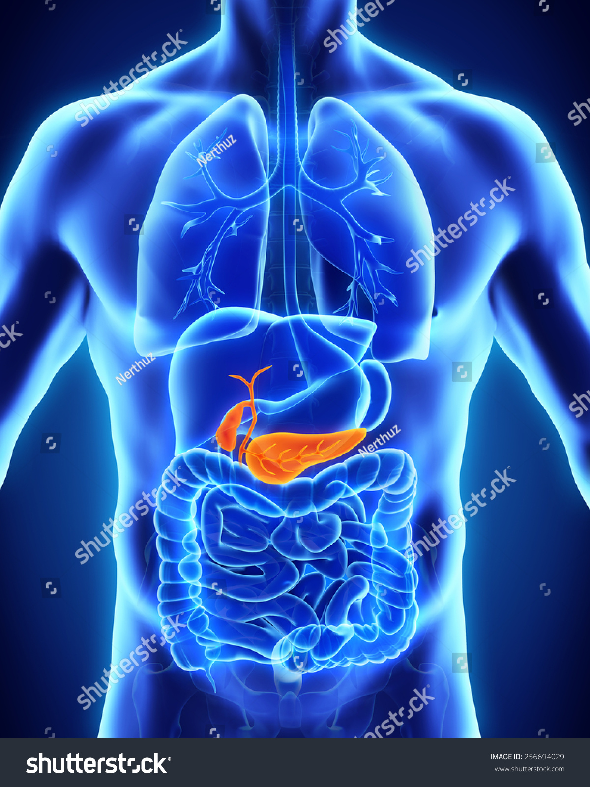 Human Gallbladder And Pancreas Anatomy Stock Photo 256694029 : Shutterstock