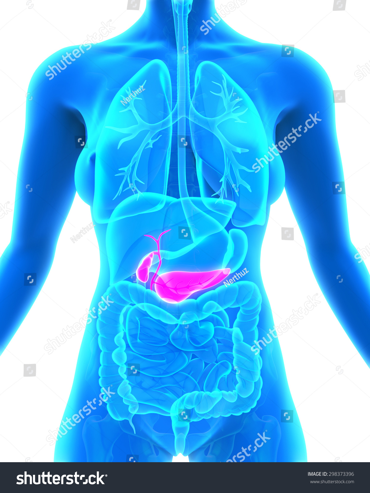 Human Gallbladder Pancreas Anatomy Stock Illustration 298373396 ...