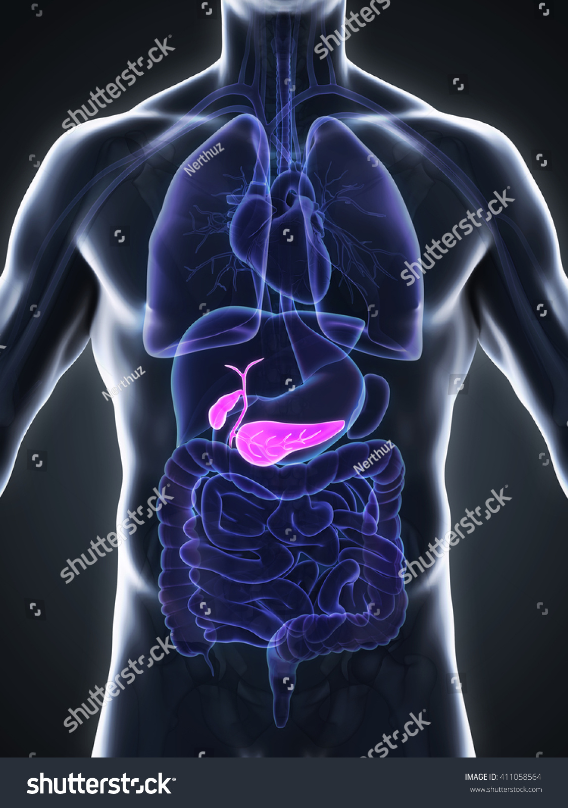 Human Gallbladder And Pancreas Anatomy. 3d Rendering Stock Photo ...