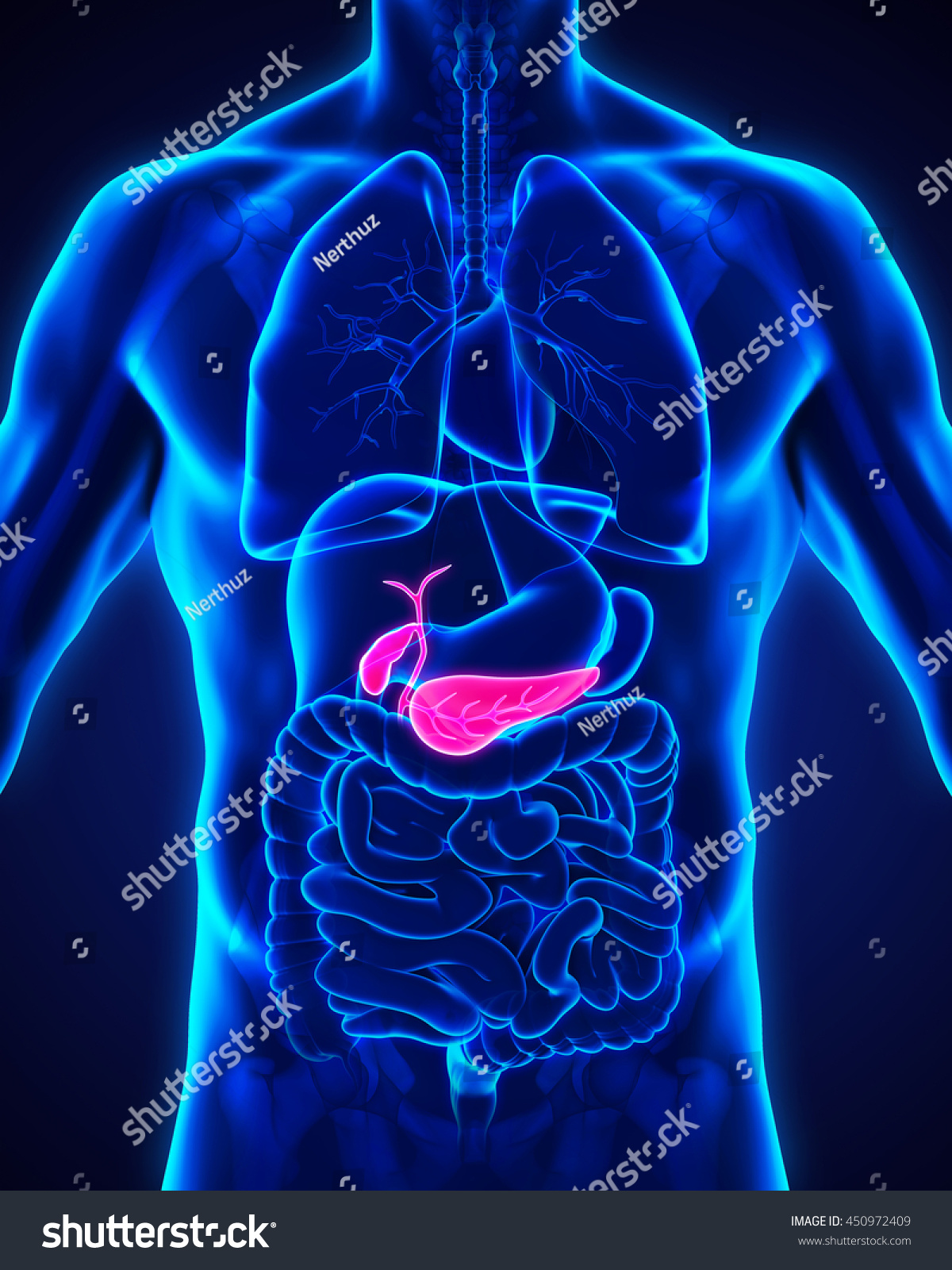 Human Gallbladder And Pancreas Anatomy Illustration. 3d Rendering ...