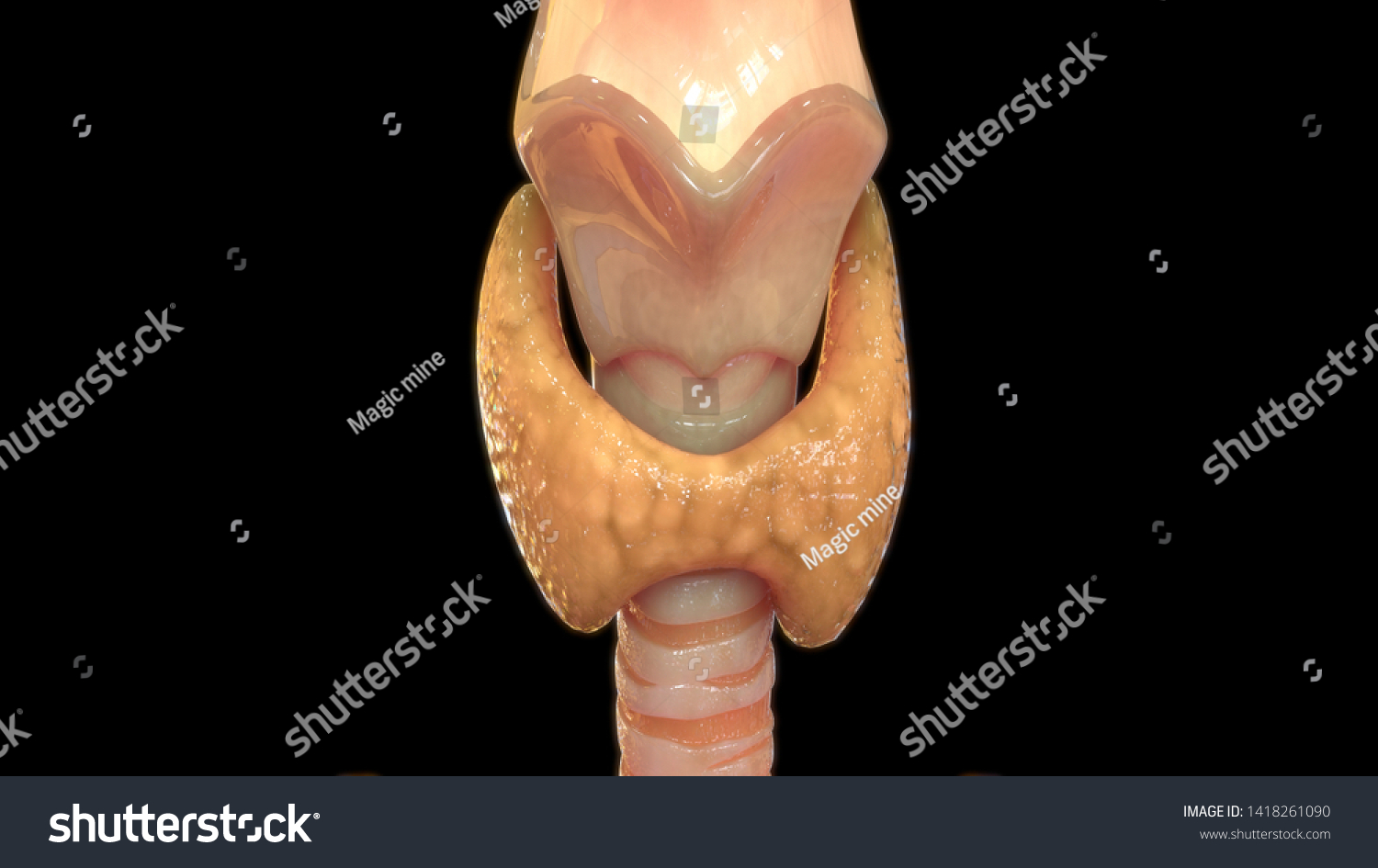 Human Glands Thyroid Gland Anatomy 3d Stock Illustration 1418261090