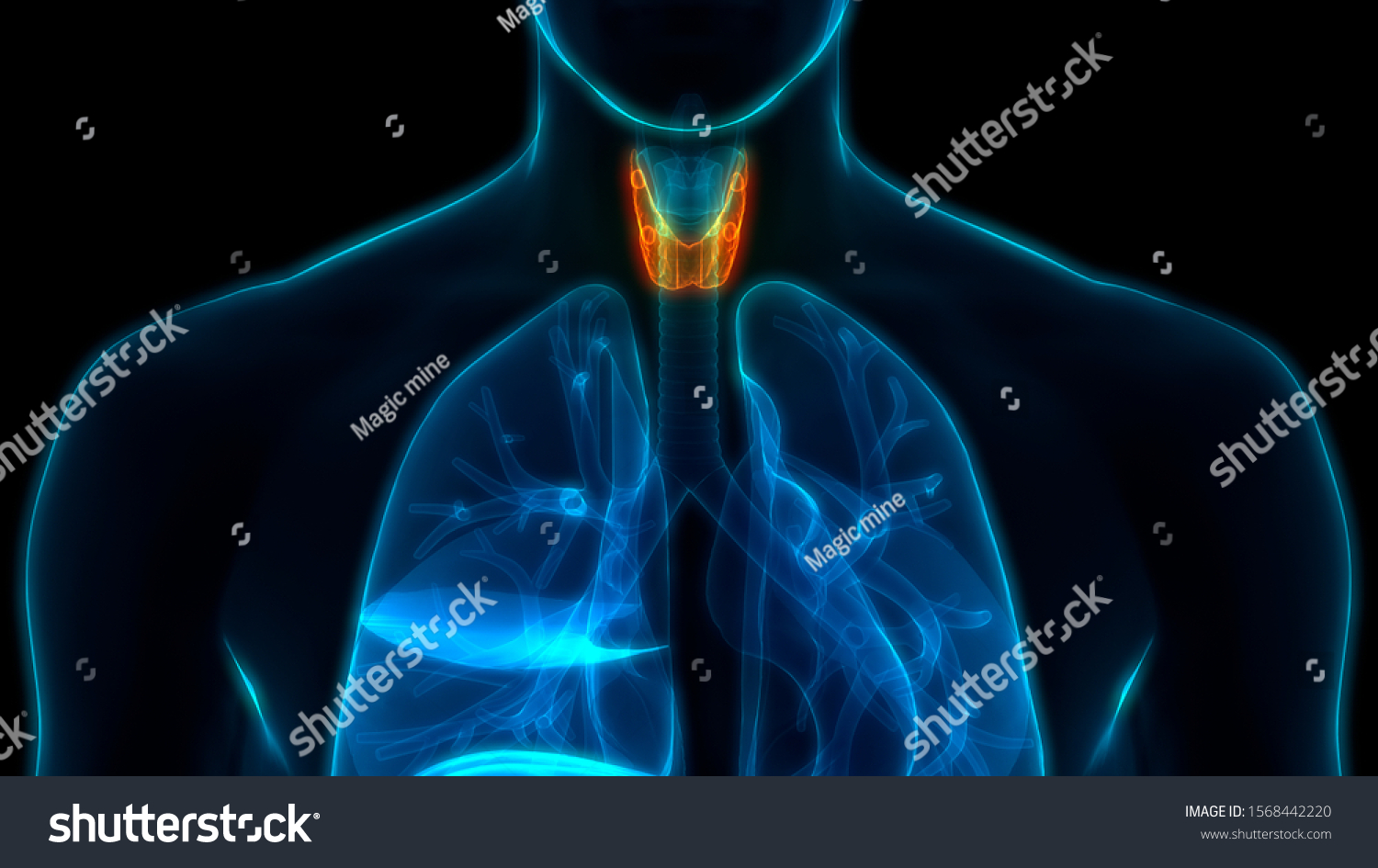 Human Glands Thyroid Gland Anatomy 3d Stock Illustration 1568442220