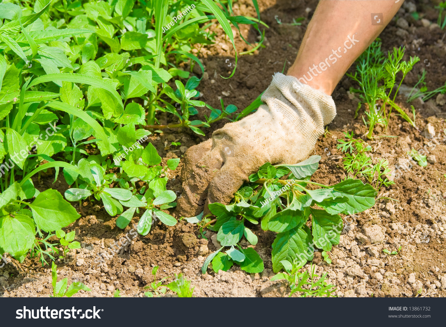 Human Hand Weeding Garden Taking Care Stock Photo Edit Now 13861732