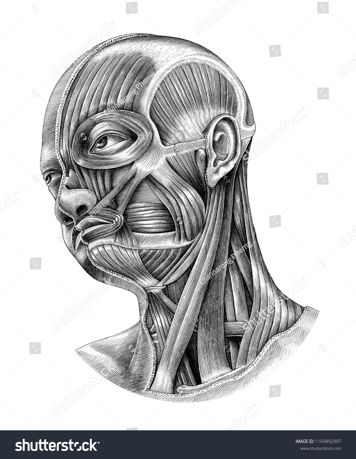 Human Head Neck Anatomy Diagram Illustration Stock Illustration 1169892997