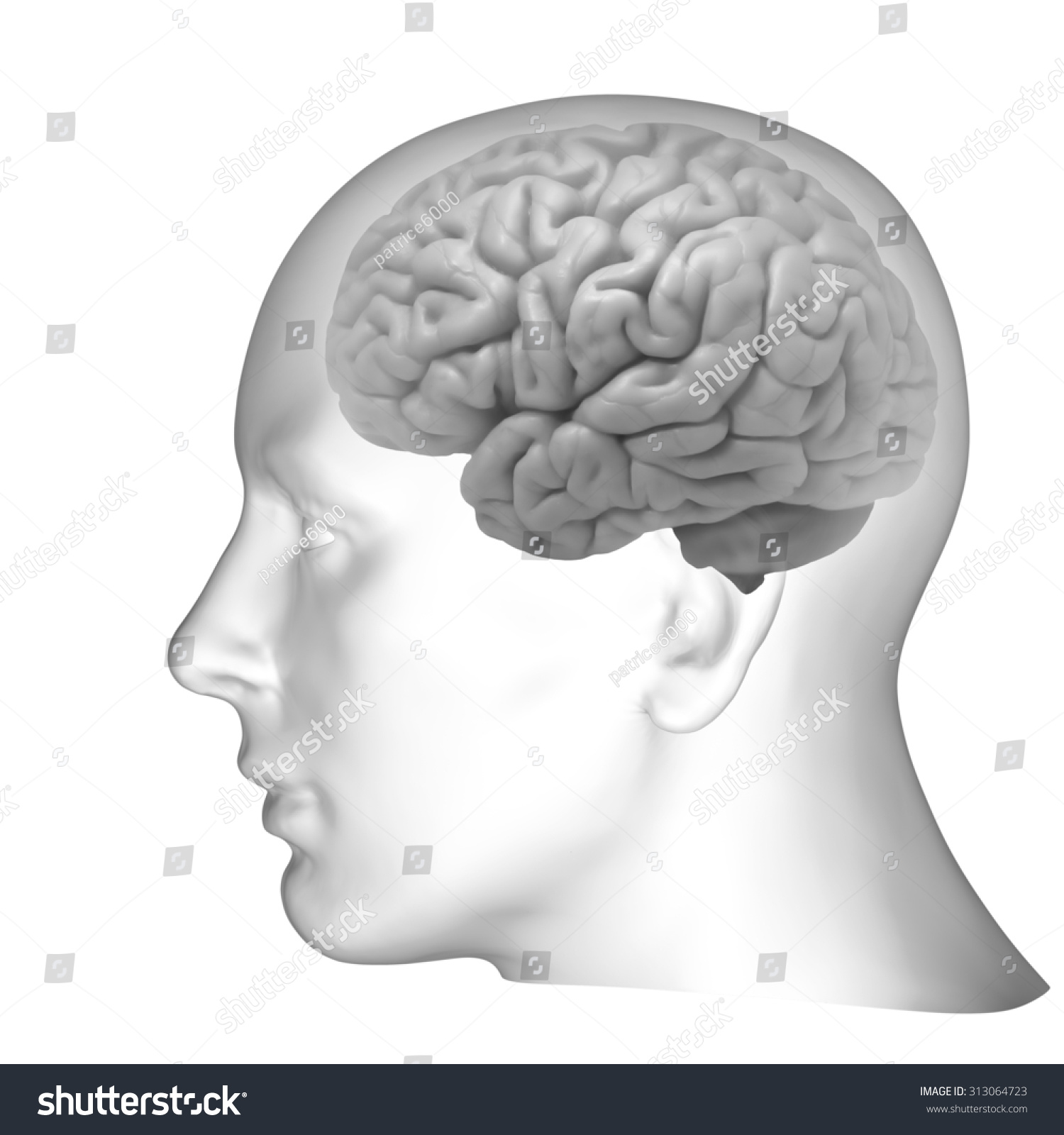 Human Head With Brain And White Background Stock Photo 313064723 ...