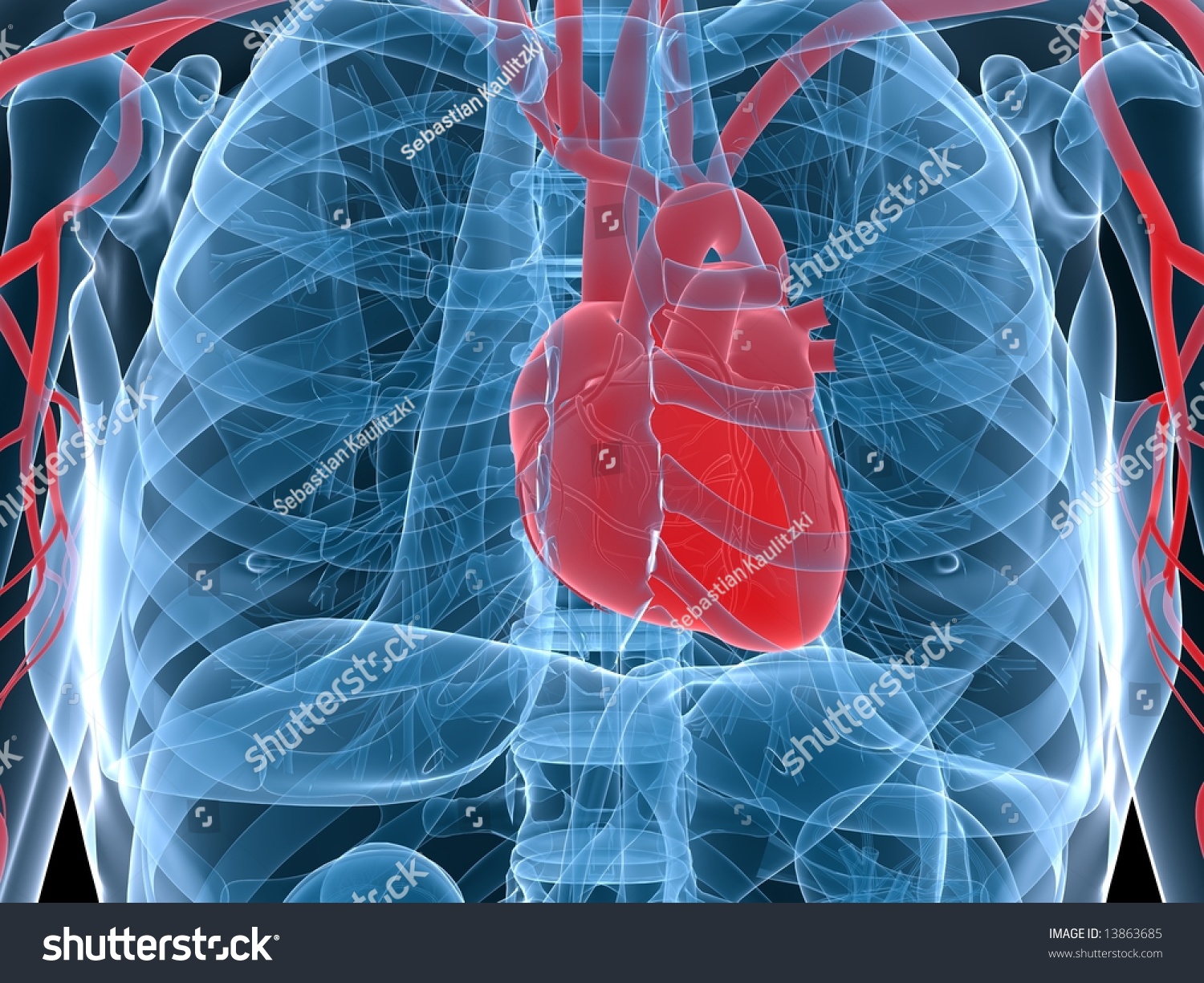 Human Heart Stock Photo 13863685 : Shutterstock