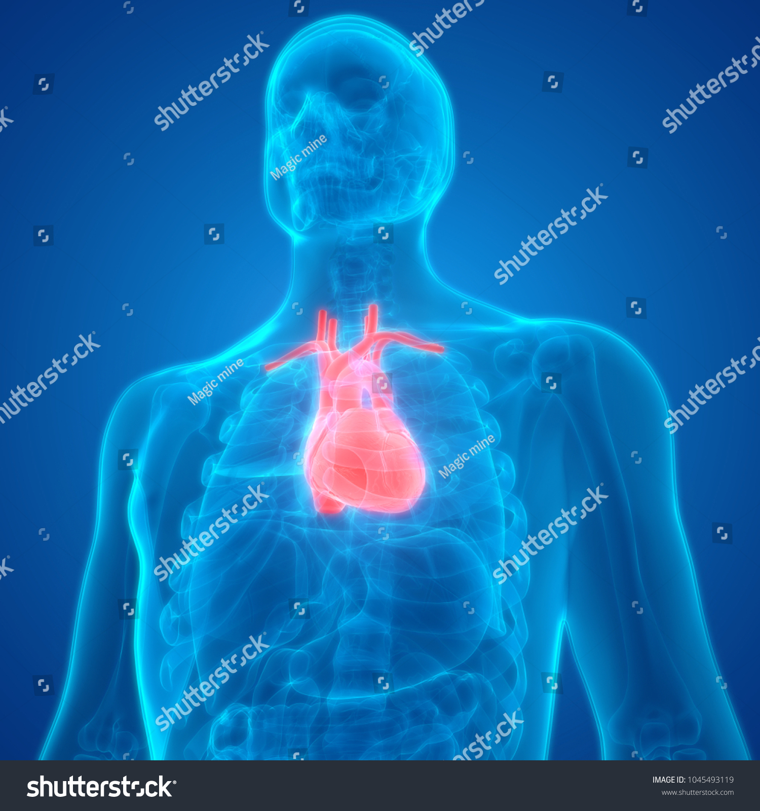 Human Heart Anatomy 3d Ilustración De Stock 1045493119 Shutterstock 2828