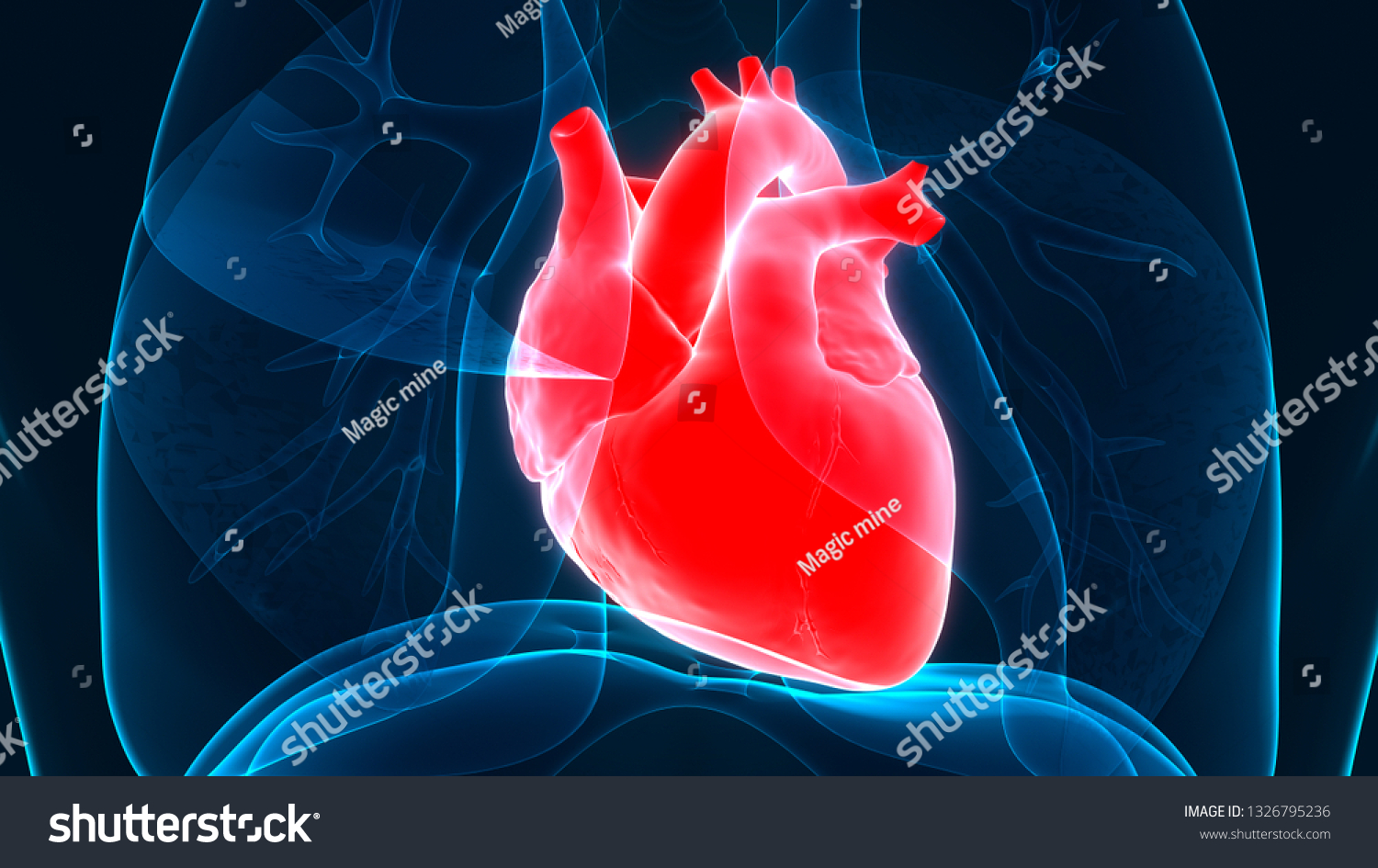 Human Heart Anatomy 3d Stock Illustration 1326795236 Shutterstock 1646