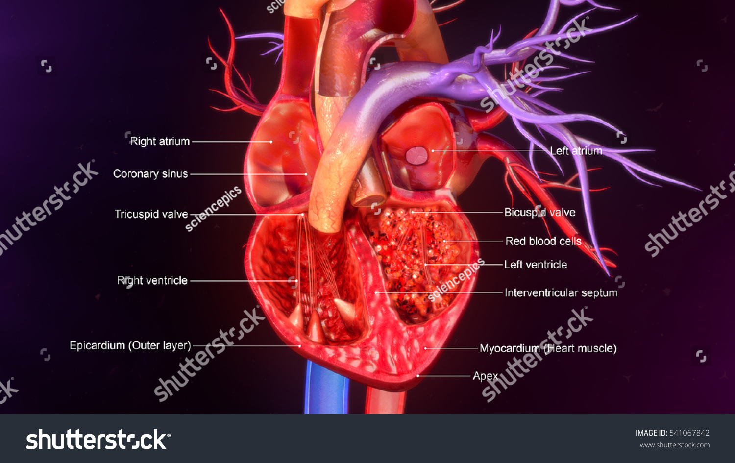 Heart Human Anatomy Torso Model Labeled