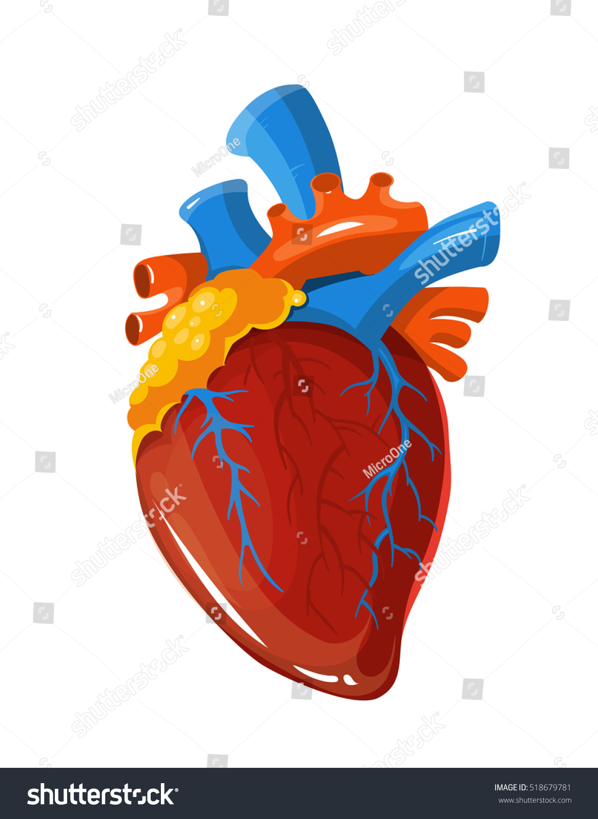 Human Heart Anatomy Medical Illustration. Realistic Vital Organ ...