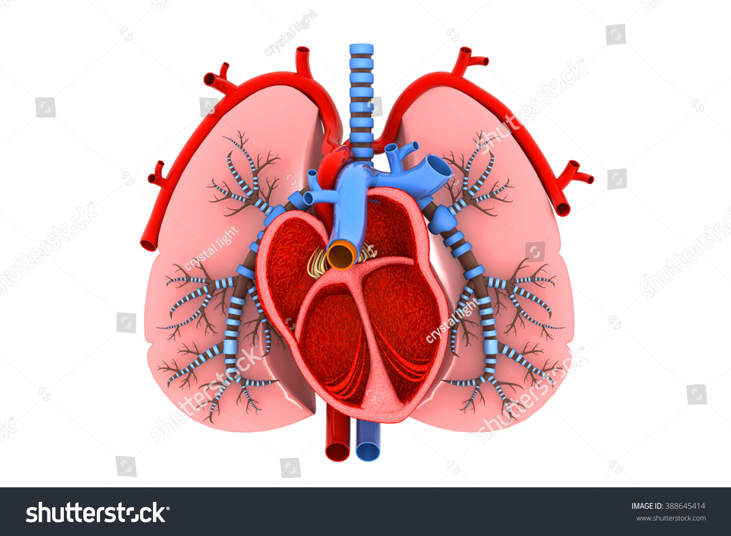 Heart And Lungs Diagram