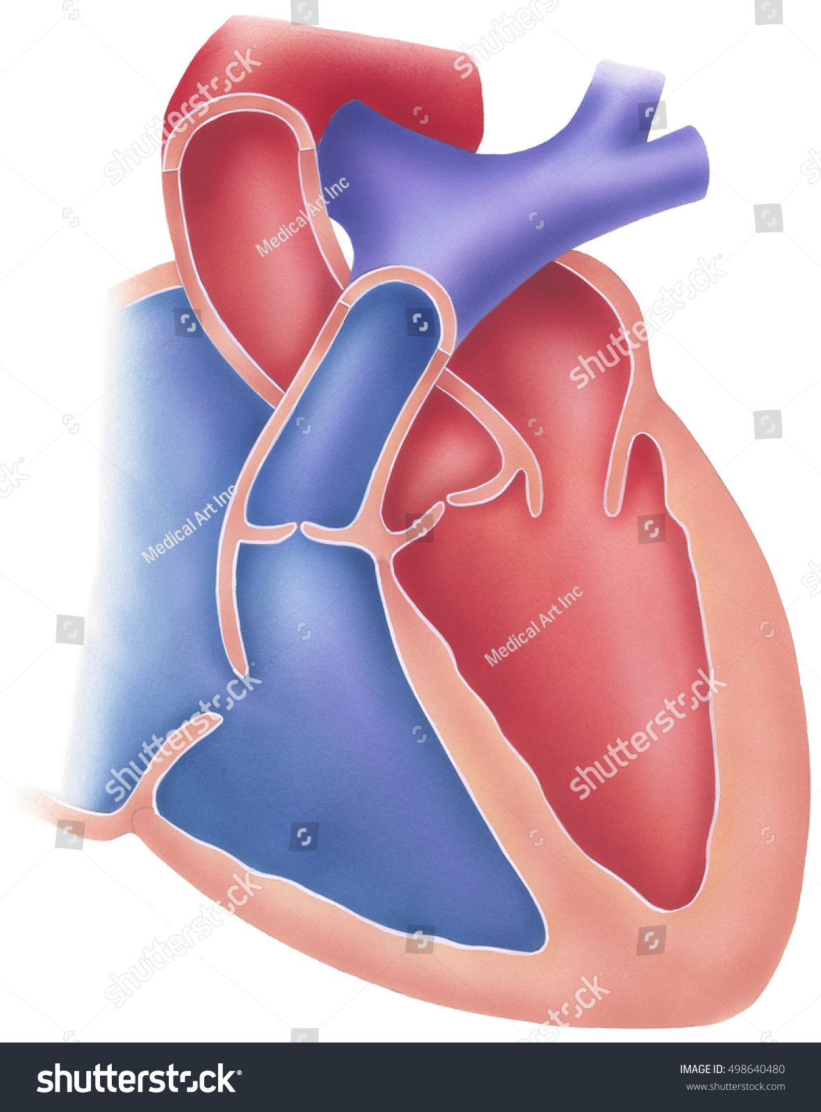 Human Heart Cutaway View Showing Internal Structure Stock Photo ...