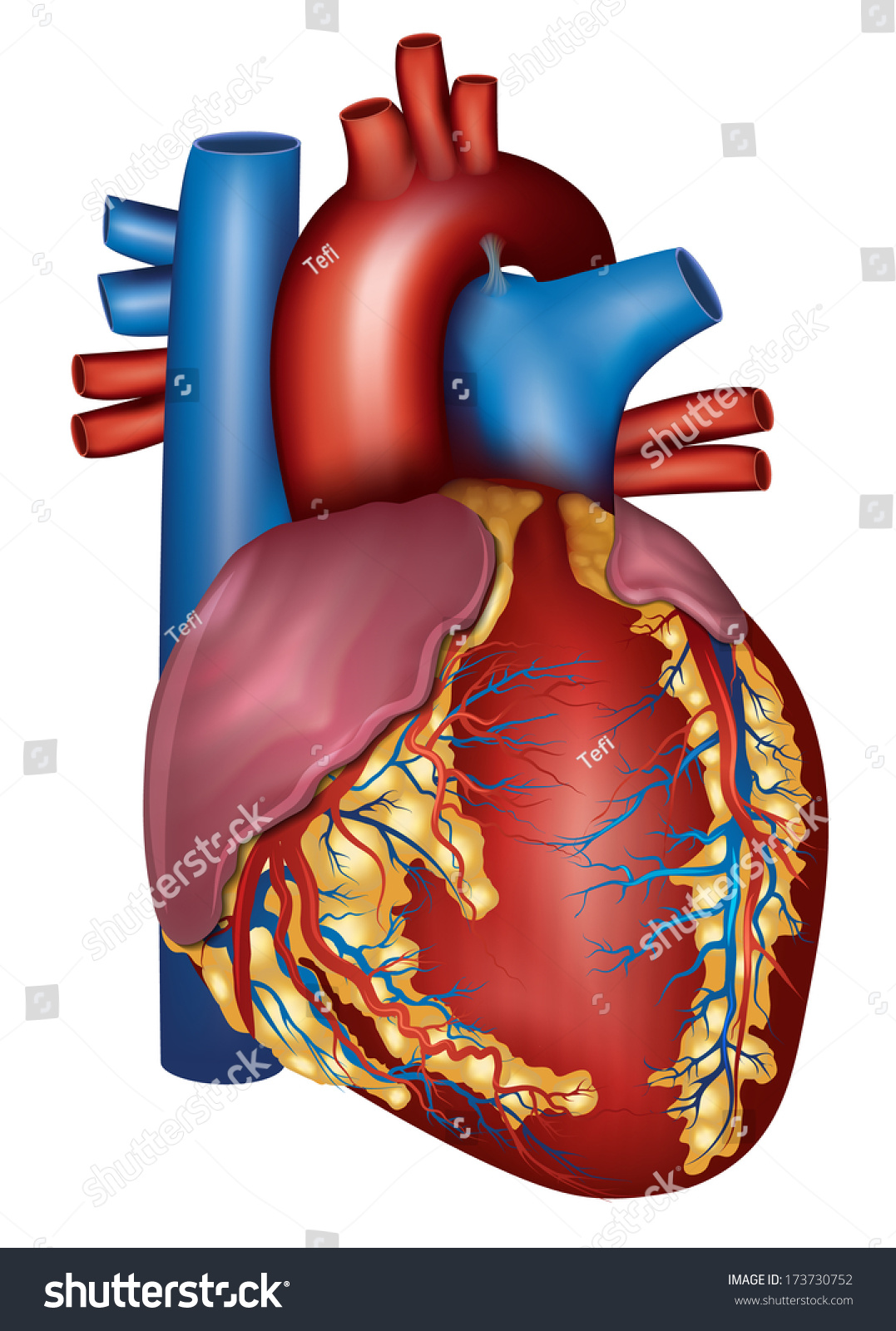 Human Heart Detailed Anatomy Isolated On Stock Illustration 173730752 ...