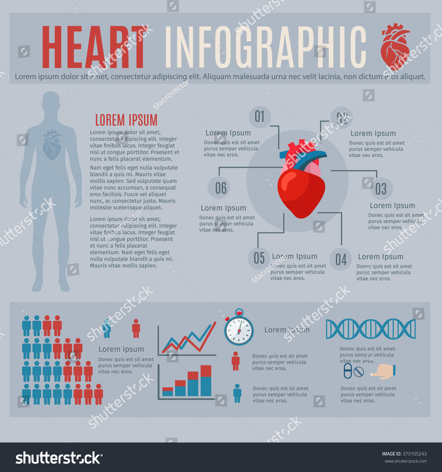Human Heart Infographics Stock Photo 373105243 : Shutterstock