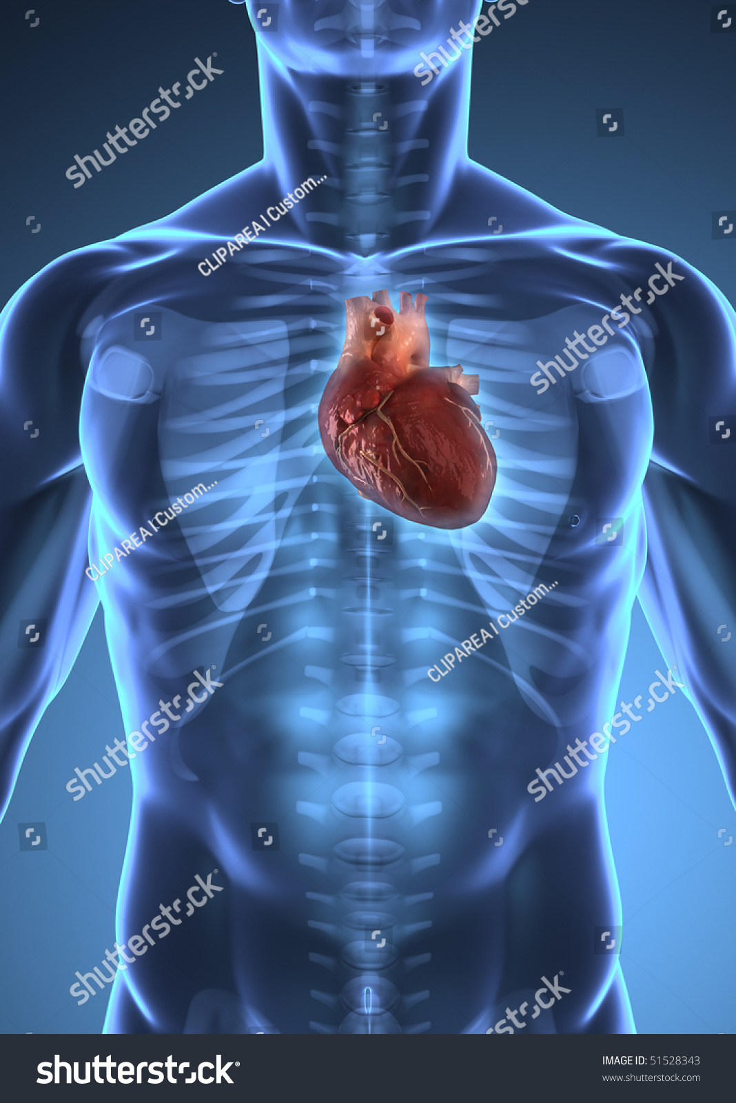 Human Heart Inside Human Xray Body Stock Illustration 51528343 ...