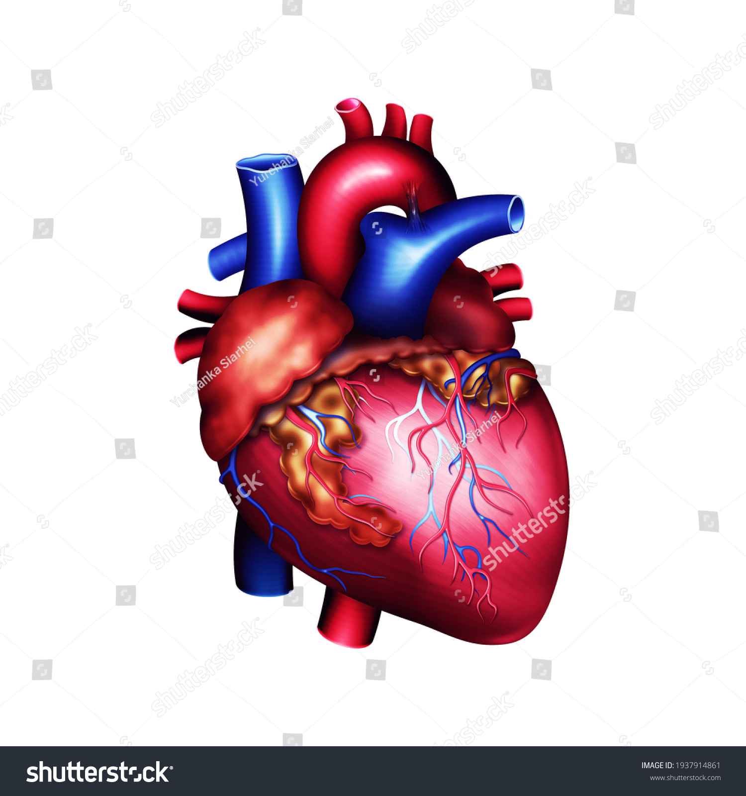 170,900 Cardiac heart Images, Stock Photos & Vectors | Shutterstock