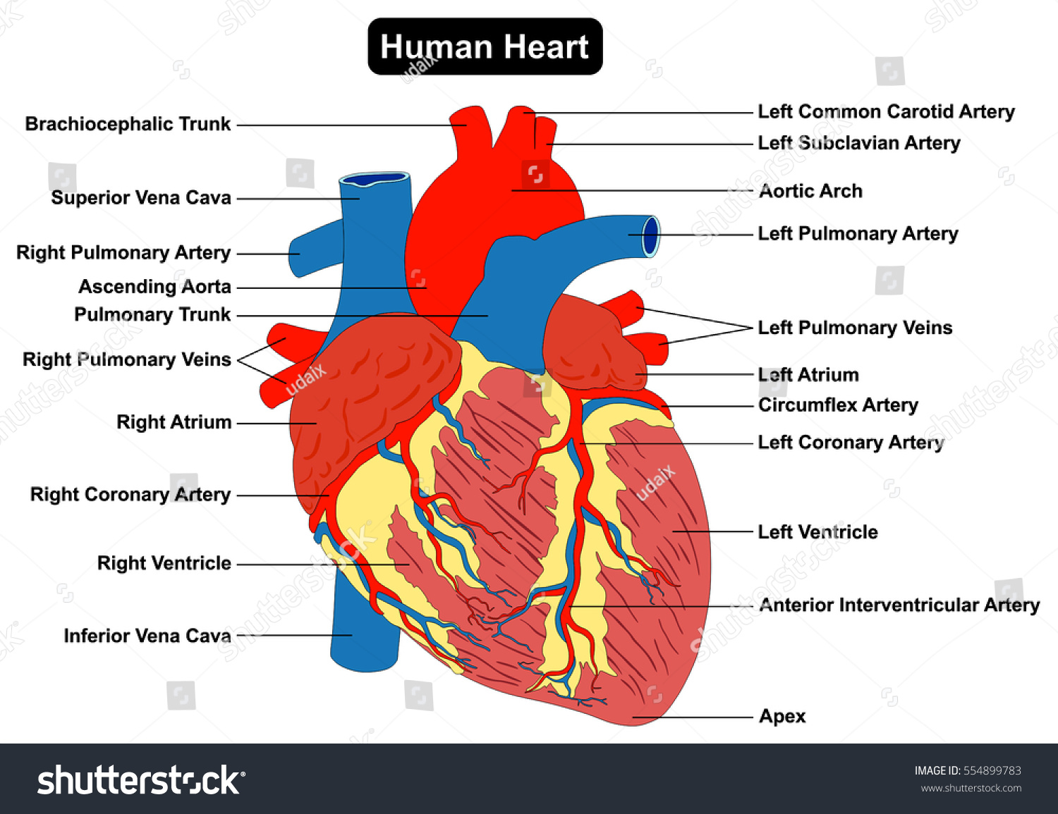 Human Heart Muscle Structure Anatomy Infographic Stock
