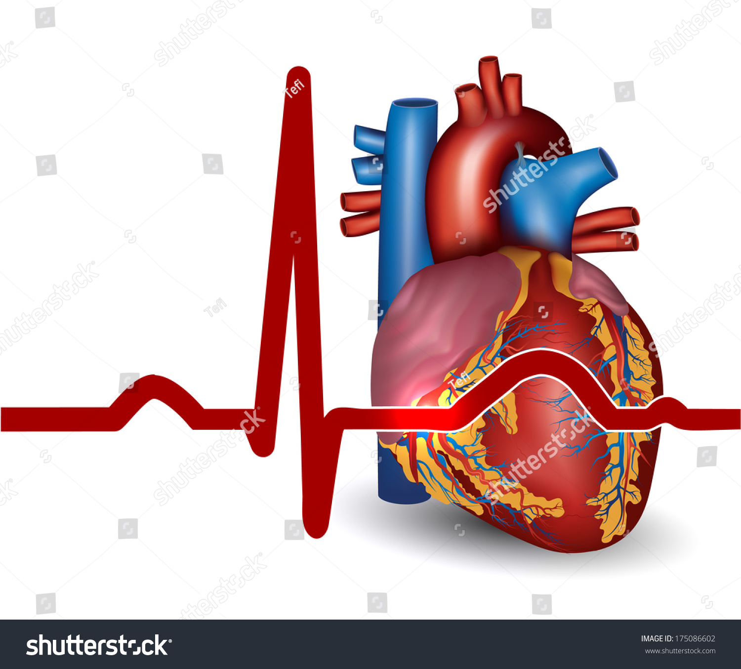 Human Heart Normal Sinus Rhythm And Heart Anatomy Stock Illustration ...