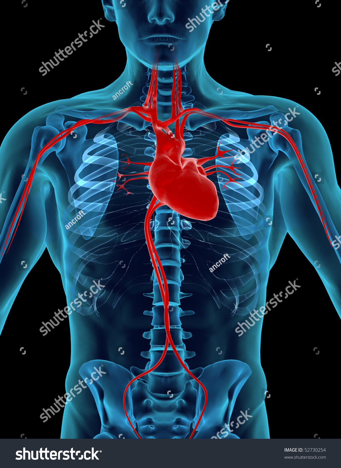 Human Heart Skeleton Stock Illustration 52730254 - Shutterstock