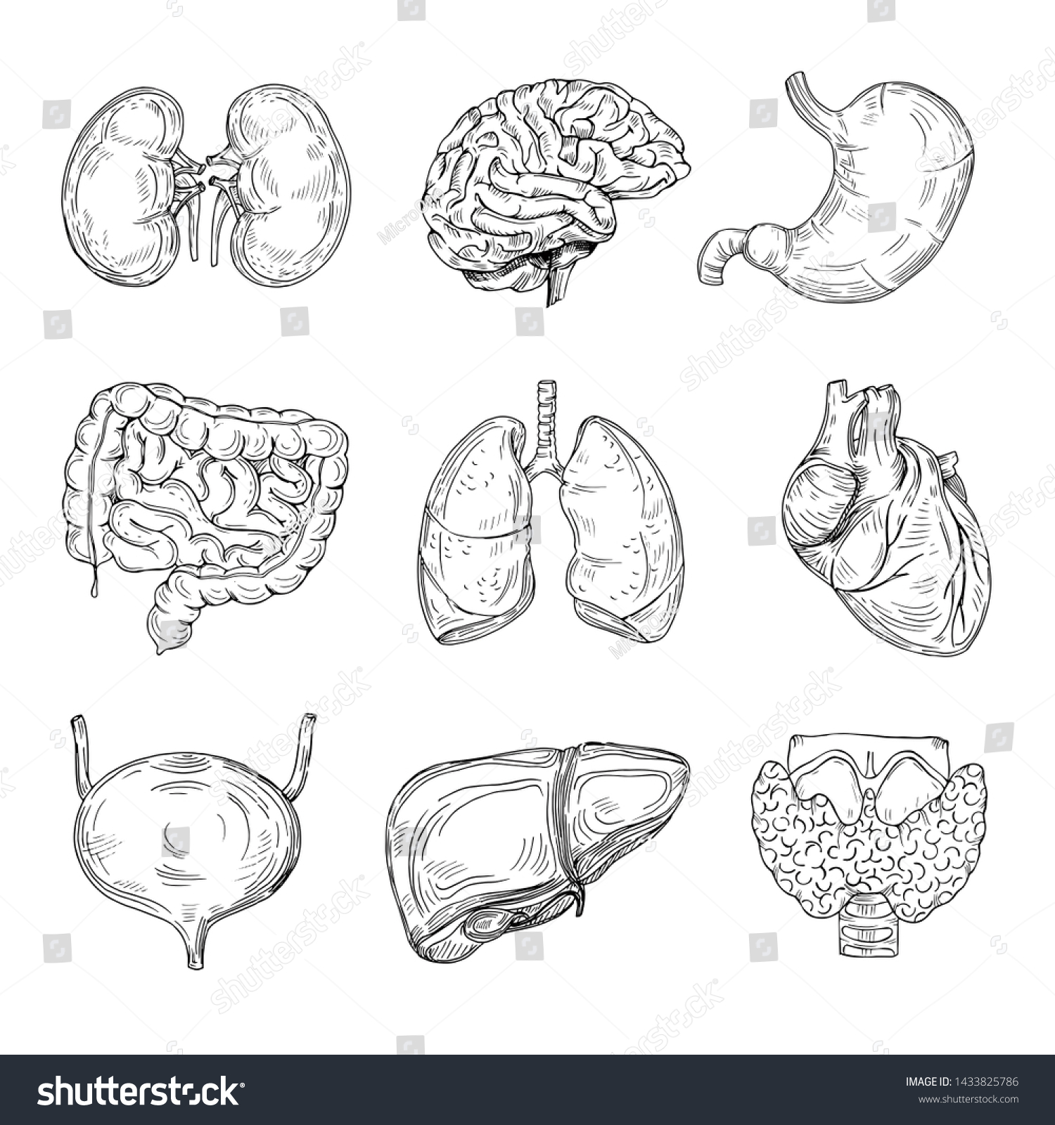 908 Human kidney sketch Images, Stock Photos & Vectors | Shutterstock