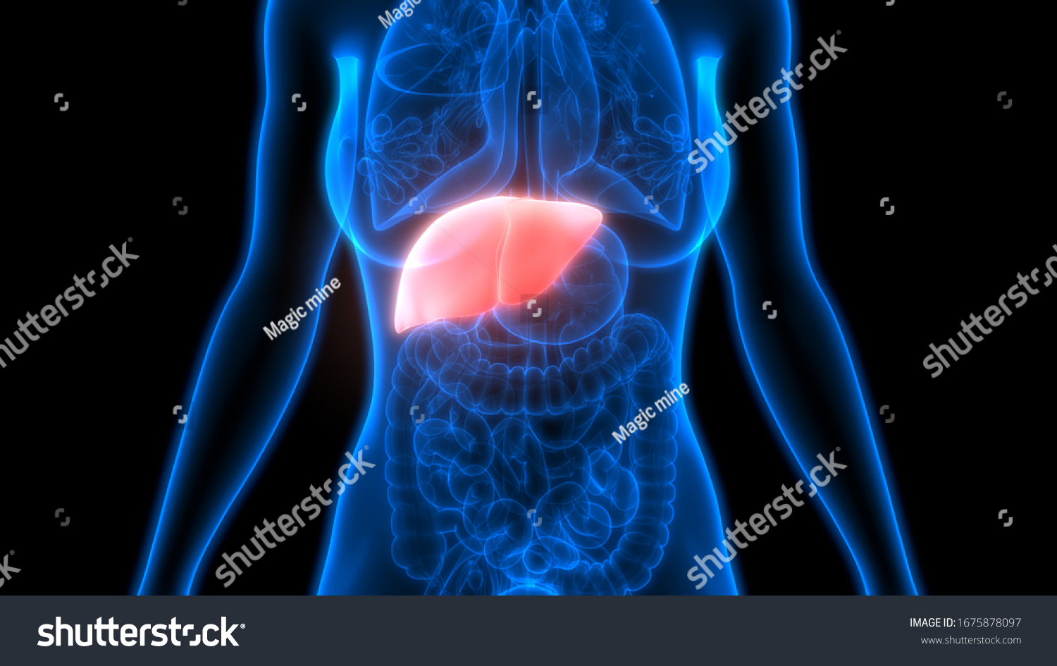 Human Internal Digestive Organ Liver Anatomy Stock Illustration ...