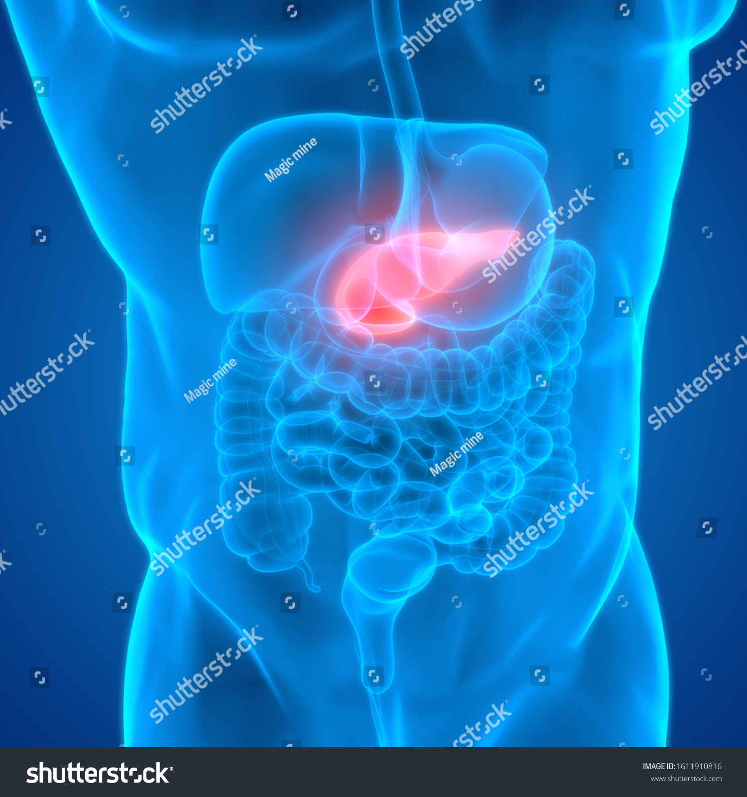 Human Internal Digestive Organ Pancreas Anatomy Stock Illustration ...