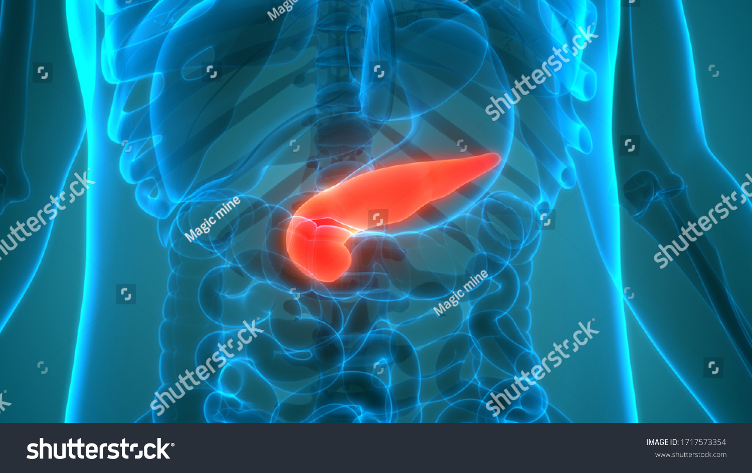Human Internal Organ Pancreas Anatomy 3d Stock Illustration 1717573354 Shutterstock 1320