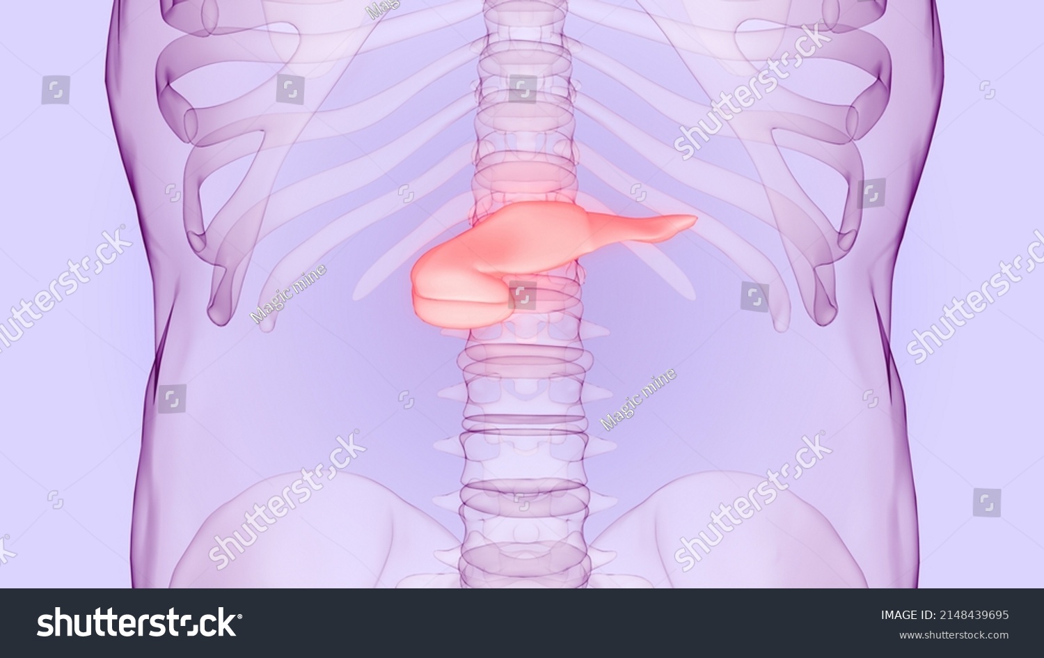 Human Internal Organ Pancreas Anatomy 3d Stock Illustration 2148439695 Shutterstock