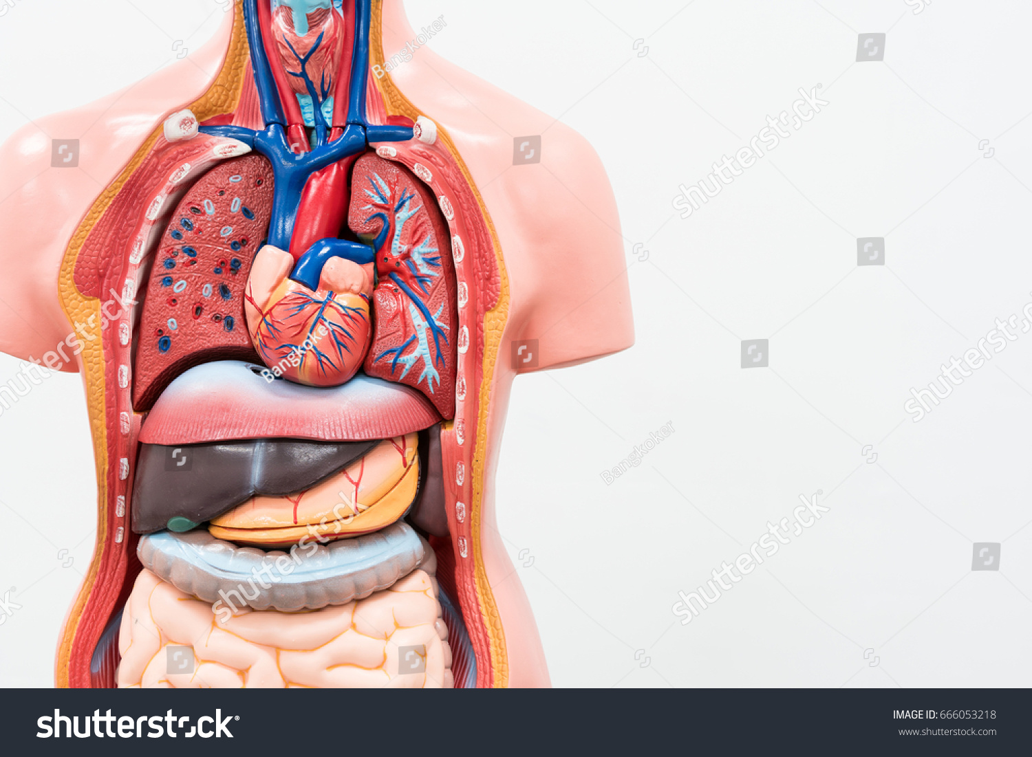 9 0件の 人体 臓器 の写真素材 画像 写真 Shutterstock