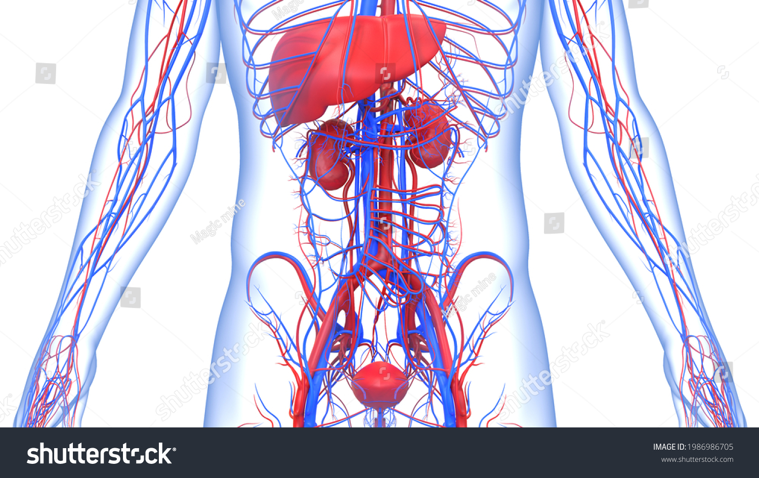 Human Internal Organs Liver Urinary System Ilustrações Stock 1986986705 Shutterstock