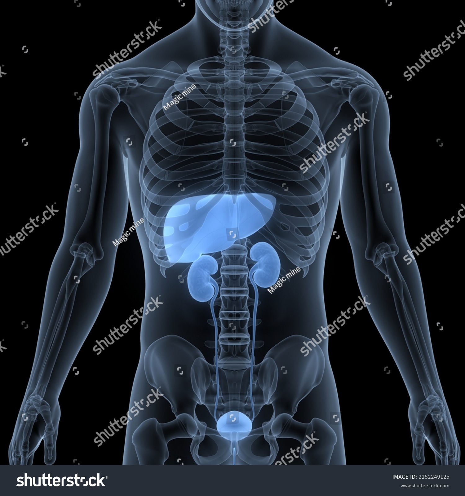 Human Internal Organs Liver Urinary System Stock Illustration 2152249125 Shutterstock