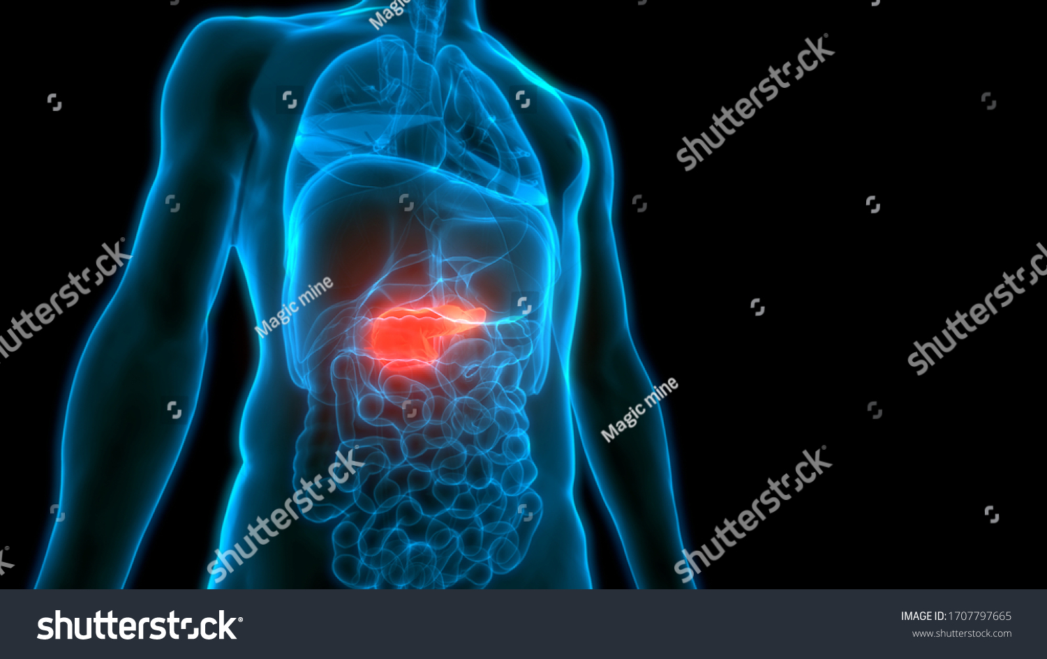 Human Internal Organs Pancreas Anatomy 3d Stock Illustration 1707797665