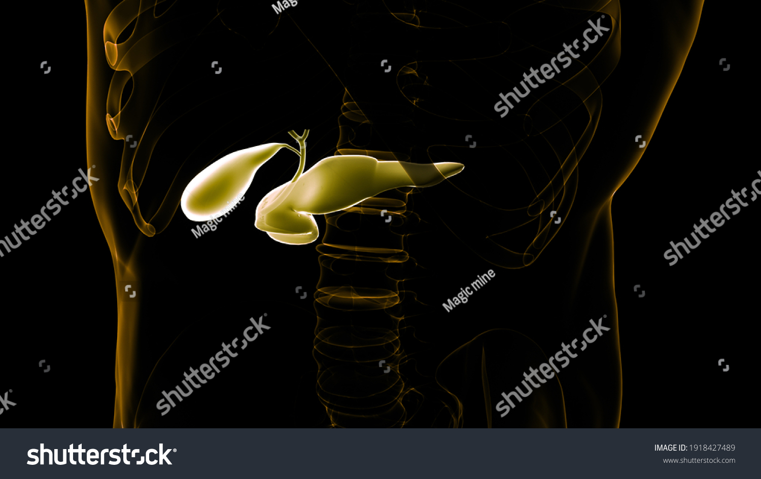 Human Internal Organs Pancreas Gallbladder Anatomy Stock Illustration Shutterstock