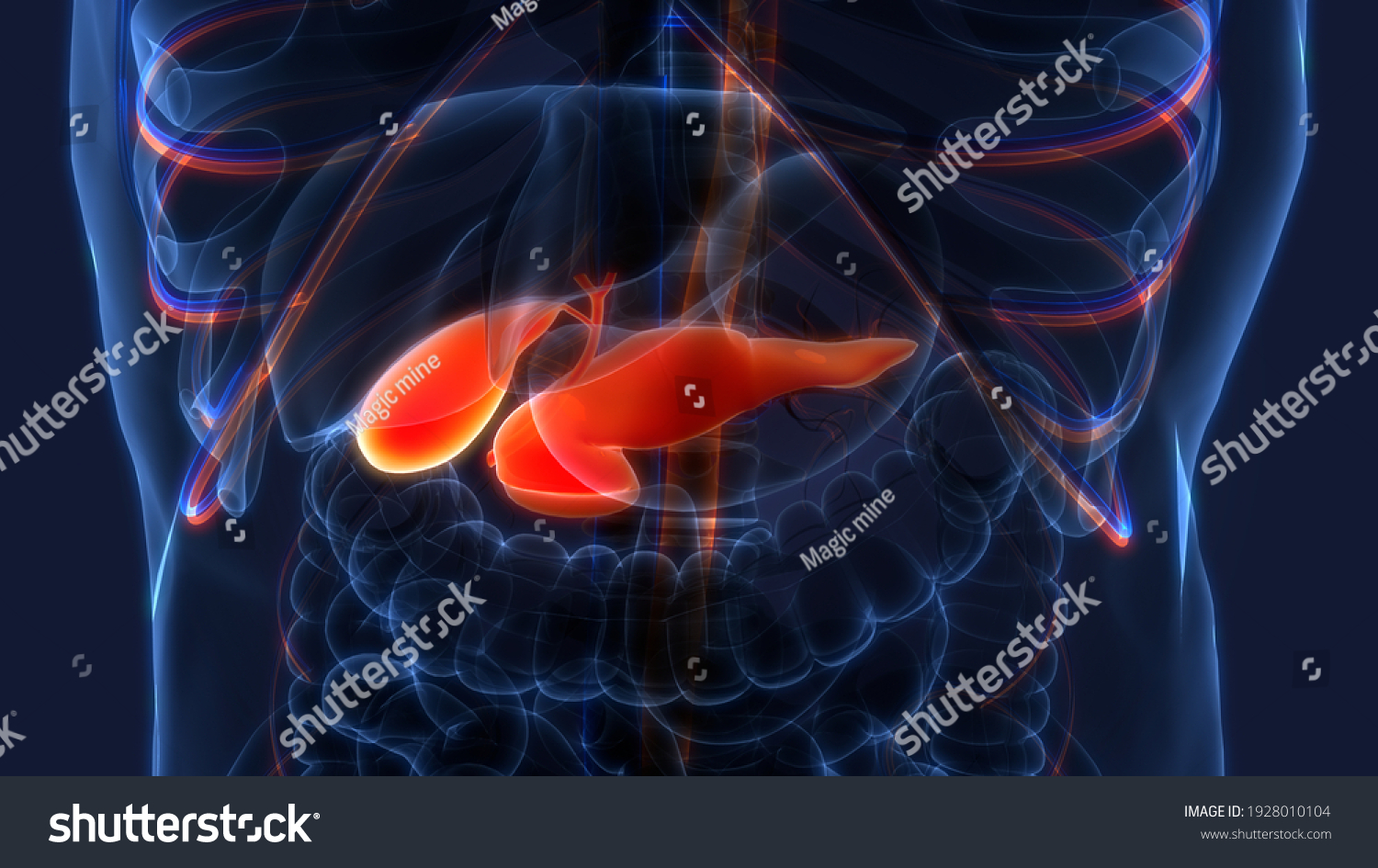 Human Internal Organs Pancreas Gallbladder Anatomy Stock Illustration ...