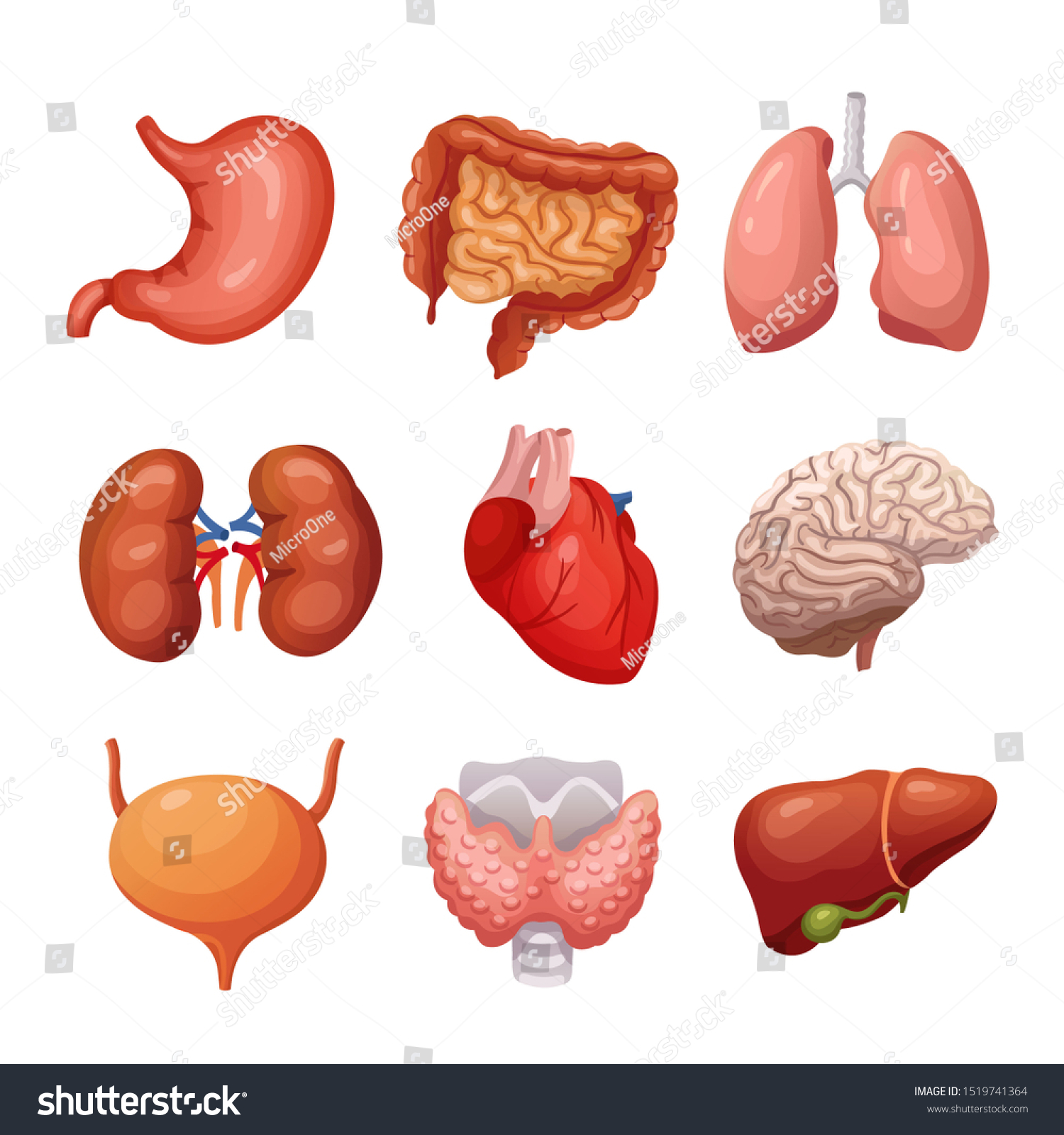 Human Internal Organs Stomach Lungs Kidneys Stock Illustration 1519741364