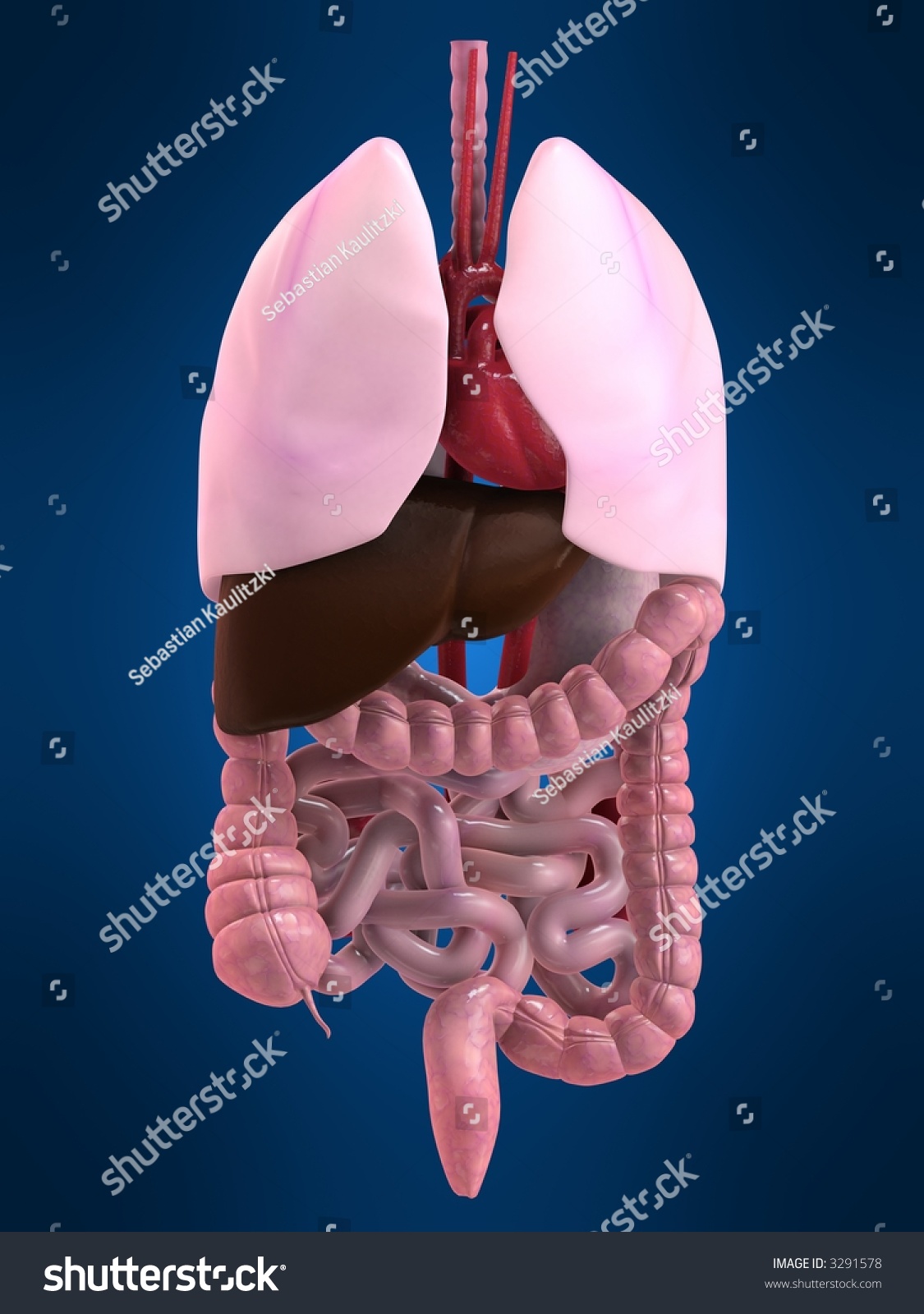 Human Intestines Stock Photo 3291578 : Shutterstock