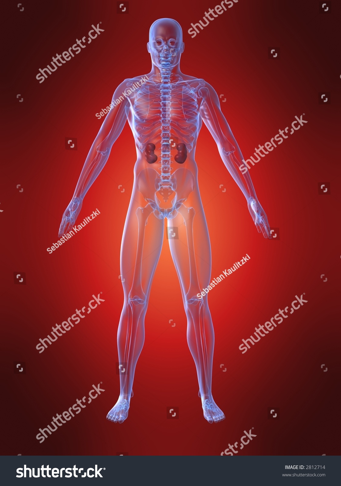 Human Kidney Stock Photo 2812714 - Shutterstock