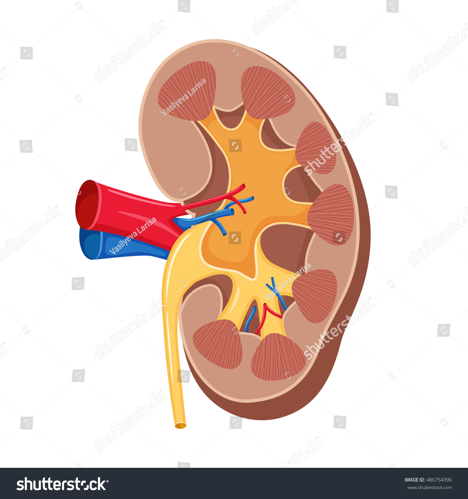 Human Kidney Anatomy Medical Science Vector Stock Illustration 486754390