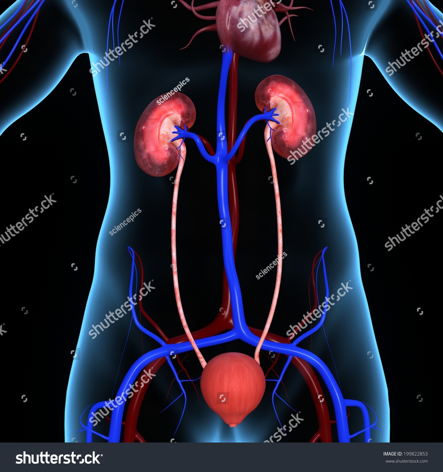 Human Kidneys Stock Photo 199822853 : Shutterstock